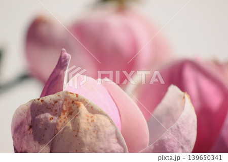 Extreme macro of soft pink Magnolia soulangeana petals with delicate texture and bright airy light Extreme macro of soft pink Magnolia soulangeana petals with delicate texture and bright airy light 139650341