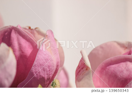 Extreme macro of soft pink Magnolia soulangeana petals with delicate texture and bright airy light Extreme macro of soft pink Magnolia soulangeana petals with delicate texture and bright airy light 139650343