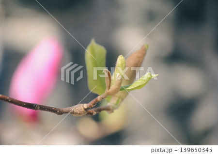 Macro of fresh green leaves and fuzzy buds of Magnolia soulangeana on a branch in spring sunlight 139650345