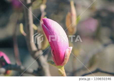 Stunning close up of a pink Magnolia Soulangeana bud ready to bloom in a sunny spring garden park 139650346