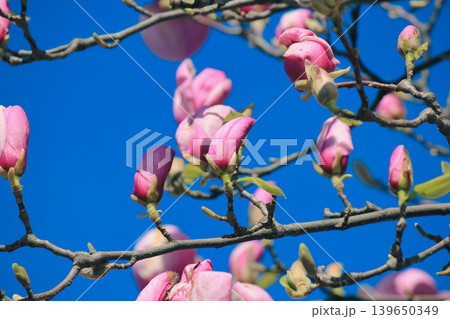 Vibrant pink Magnolia soulangeana blossoms on branches against a clear blue sky in bright sunshine 139650349