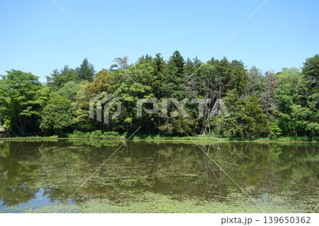 木々の映り込む穏やかな池の風景 木々の映り込む穏やかな池の風景 139650362