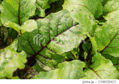 Fresh beet leaves with water drops growing in garden Fresh beet leaves with water drops growing in garden 139650421