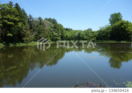新緑が美しい公園の水辺 新緑が美しい公園の水辺 139650428
