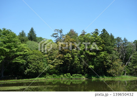 晴れた日の自然公園と池 139650432