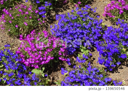 カラフルなロベリアの花壇 カラフルなロベリアの花壇 139650546