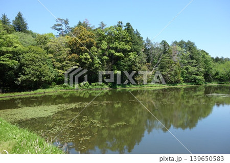 初夏の公園に広がる新緑の池 初夏の公園に広がる新緑の池 139650583