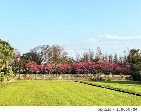 景色 風景 花 139650784