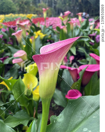 花 フラワー お花 139650869
