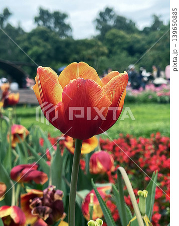 チューリップ チューリップ 花 139650885