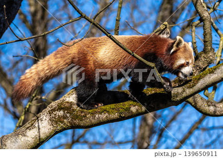 The red panda, Ailurus fulgens, also called the lesser panda. The red panda, Ailurus fulgens, also called the lesser panda. 139650911