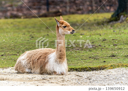 Vicunas, Vicugna Vicugna, relatives of the llama in a German park Vicunas, Vicugna Vicugna, relatives of the llama in a German park 139650912