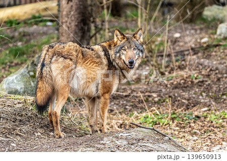 European Grey Wolf, Canis lupus swimming in a water pond 139650913