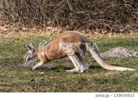 The agile wallaby, Macropus agilis also known as the sandy wallaby 139650915