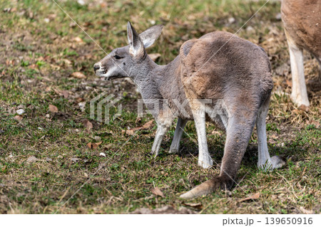 The red kangaroo, Macropus rufus is the largest of all kangaroos and the largest extant marsupial. The red kangaroo, Macropus rufus is the largest of all kangaroos and the largest extant marsupial. 139650916
