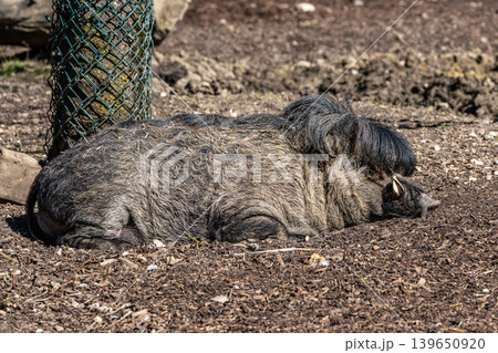 The Visayan warty pig, Sus cebifrons is a critically endangered pig 139650920