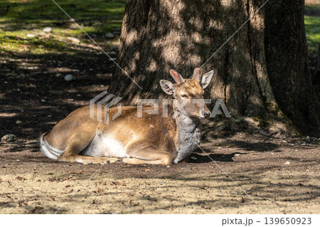 The fallow deer, Dama mesopotamica is a ruminant mammal The fallow deer, Dama mesopotamica is a ruminant mammal 139650923