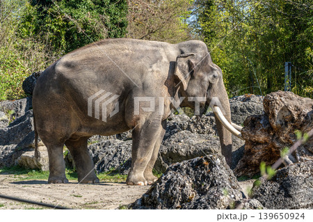 The Asian elephant, Elephas maximus also called Asiatic elephant The Asian elephant, Elephas maximus also called Asiatic elephant 139650924