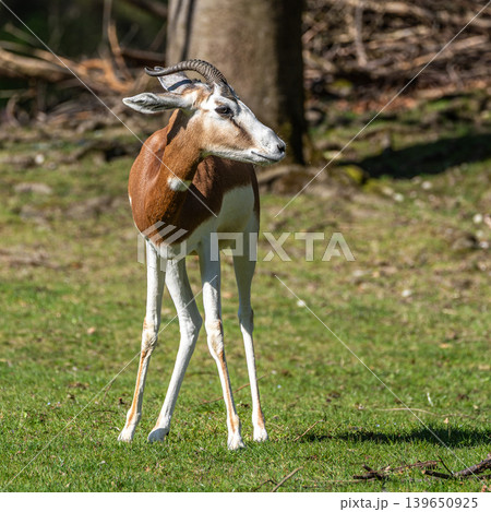 Dama gazelle, Gazella dama mhorr or mhorr gazelle is a species of gazelle Dama gazelle, Gazella dama mhorr or mhorr gazelle is a species of gazelle 139650925