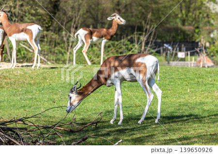 Dama gazelle, Gazella dama mhorr or mhorr gazelle is a species of gazelle Dama gazelle, Gazella dama mhorr or mhorr gazelle is a species of gazelle 139650926