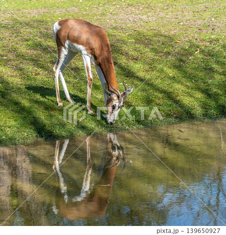 Dama gazelle, Gazella dama mhorr or mhorr gazelle is a species of gazelle Dama gazelle, Gazella dama mhorr or mhorr gazelle is a species of gazelle 139650927