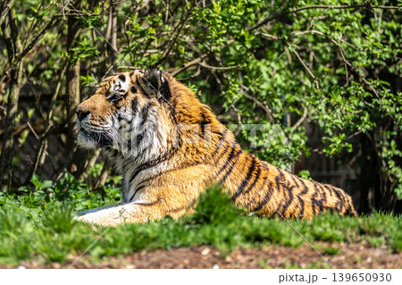 The Siberian tiger,Panthera tigris altaica in a park The Siberian tiger,Panthera tigris altaica in a park 139650930