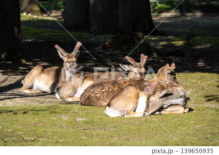 The fallow deer, Dama mesopotamica is a ruminant mammal 139650935