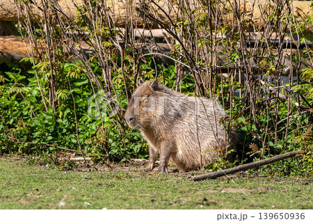 The Capybara, Hydrochoerus hydrochaeris is the largest living rodent in the world. 139650936