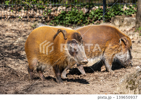 Red river hog, Potamochoerus porcus, also known as the bush pig. Red river hog, Potamochoerus porcus, also known as the bush pig. 139650937