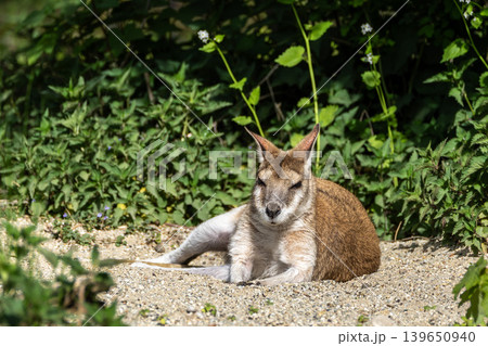 The agile wallaby, Macropus agilis also known as the sandy wallaby The agile wallaby, Macropus agilis also known as the sandy wallaby 139650940