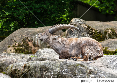 Alpine ibex, Capra ibex is a species of wild goat that lives in the mountains of the European Alps. 139650948
