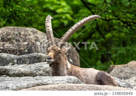 Alpine ibex, Capra ibex is a species of wild goat that lives in the mountains of the European Alps. Alpine ibex, Capra ibex is a species of wild goat that lives in the mountains of the European Alps. 139650949