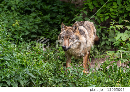 European Grey Wolf, Canis lupus in a german park 139650954