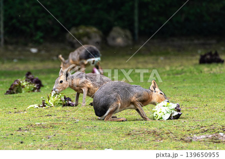 Patagonian Mara, Dolichotis patagonum are large relatives of guinea pigs Patagonian Mara, Dolichotis patagonum are large relatives of guinea pigs 139650955