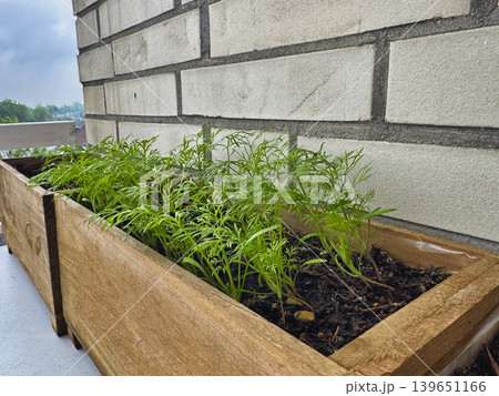 Fresh green seedlings growing in wooden planter box on balcony urban gardening home cultivation close up Fresh green seedlings growing in wooden planter box on balcony urban gardening home cultivation close up 139651166