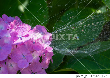 紫陽花に張られた蜘蛛の巣と光の反射 139651173
