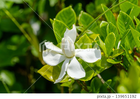 太陽の光に輝く真っ白なクチナシの花 太陽の光に輝く真っ白なクチナシの花 139651192