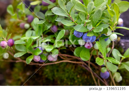 Ripe blue berries of Dwarf bilberry on a branch with leaves. Ripe blue berries of Dwarf bilberry on a branch with leaves. 139651195