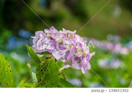 柔らかな光に包まれたピンクの紫陽花と緑の背景 柔らかな光に包まれたピンクの紫陽花と緑の背景 139651302