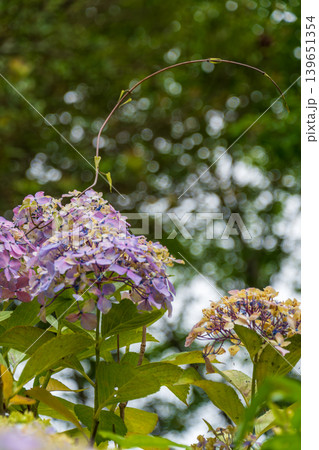 雨上がりの光に透ける紫陽花と美しい玉ボケ 139651354
