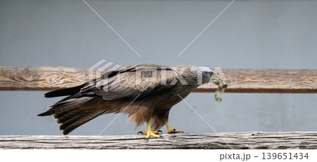 Bird of Prey Feeding on Perch  139651434