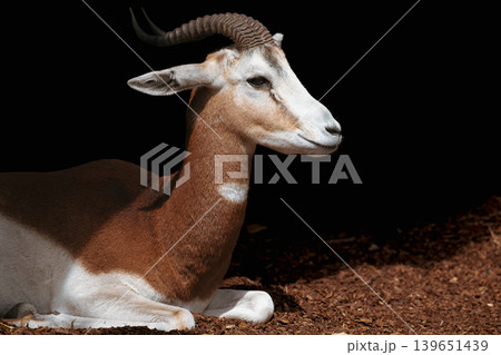Dama Gazelle Resting Portrait 139651439