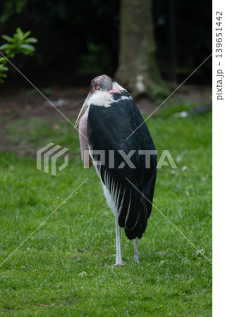 Marabou Stork Standing on Grass 139651442