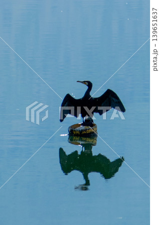 Greece, Kastoria: A Great Cormorant displaying typical behavior by spreading its wings to dry them. 139651637