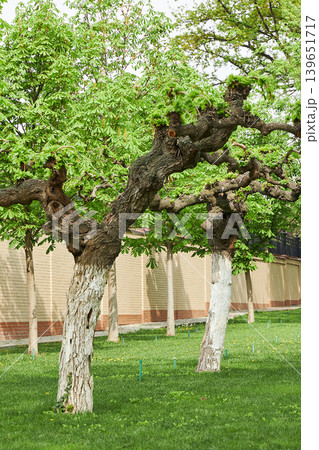 Old chestnut trees with white painted trunks in spring park. Urban landscape design with green leaf canopy and brick wall. Natural scenery for landscaping and gardening concept. 139651717