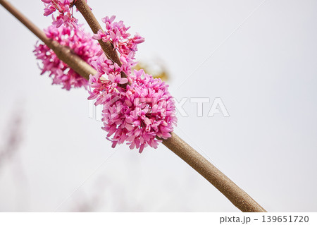 Cercis chinensis branch with vibrant pink flowers blooming in sunlight. Close-up of Chinese redbud blossoms on woody stem. Botanical nature background for spring season garden concept. 139651720