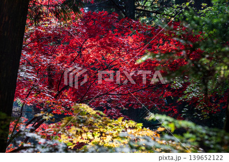 静岡県周智郡森町一宮 小國神社と周辺の風景 静岡県周智郡森町一宮 小國神社と周辺の風景 139652122