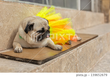 Cute pug dog in yellow skirt is lying on bench outside Cute pug dog in yellow skirt is lying on bench outside 139652679