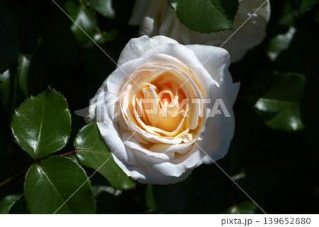ヨーク・ミンスター　バラの花 139652880