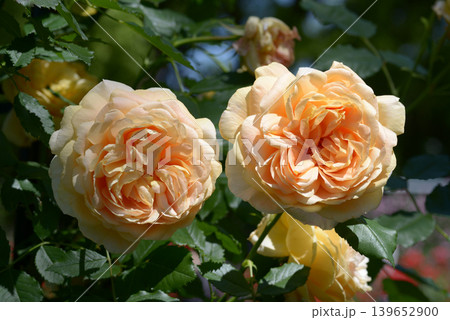ラ・ベル・ポー バラの花 ラ・ベル・ポー バラの花 139652900